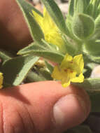 Image of golden desert-snapdragon