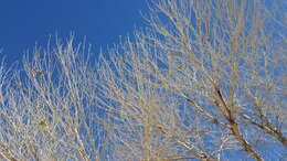 Image of Fremont cottonwood