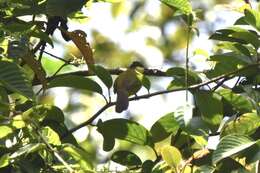 Image of Bornean Bulbul