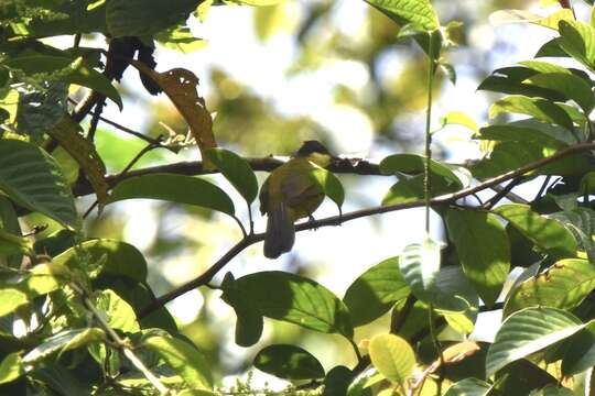 Image of Bornean Bulbul