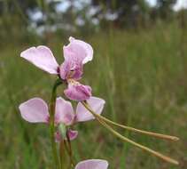 Image of Purple donkey orchid