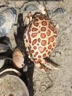 Image of Calico Crab