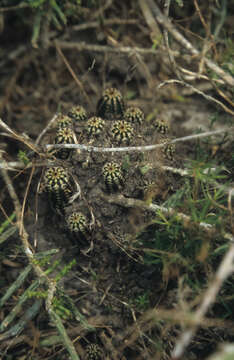 Image of Echinocereus fitchii subsp. albertii