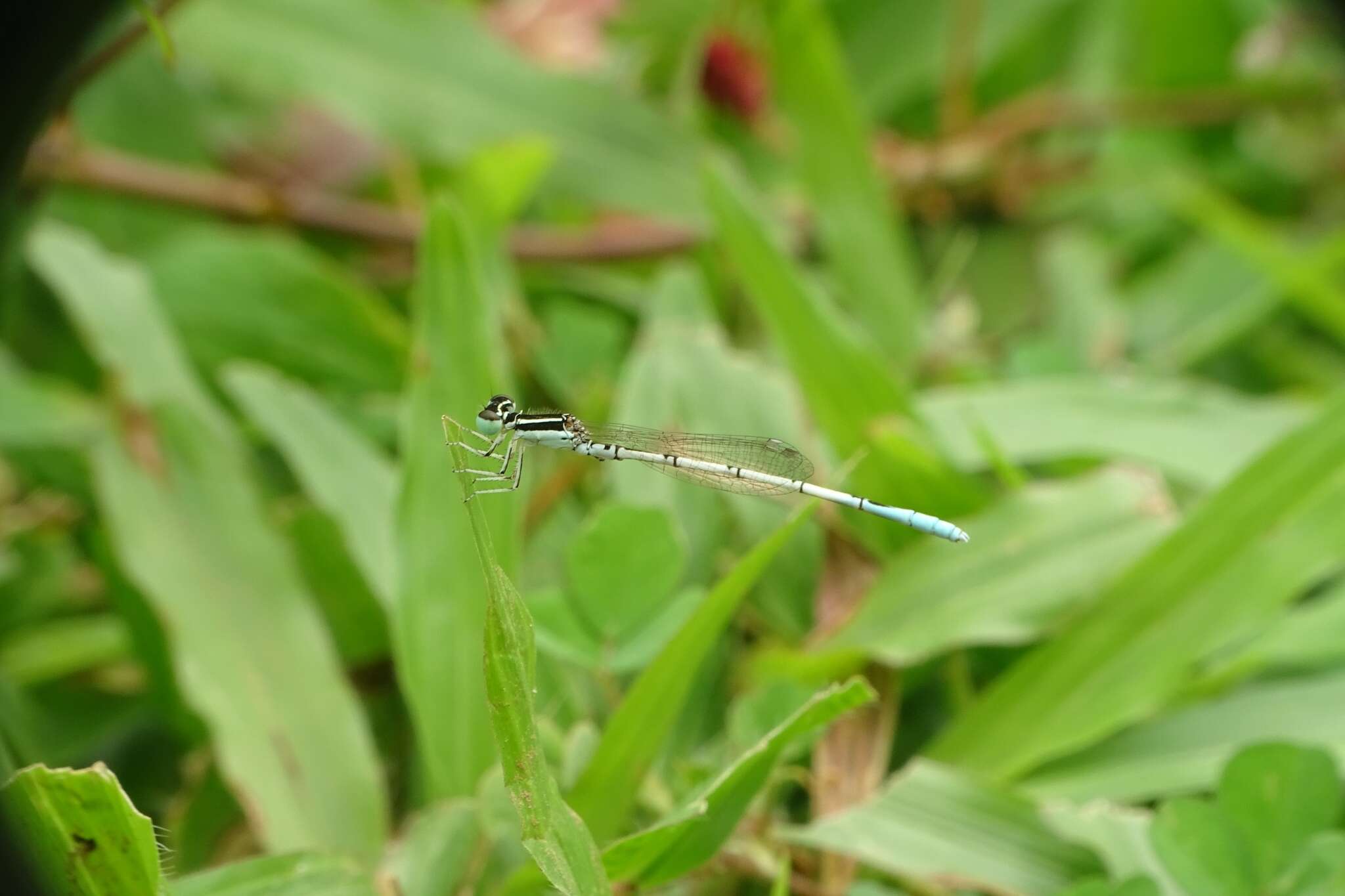 Image of Agriocnemis pieris Laidlaw 1919