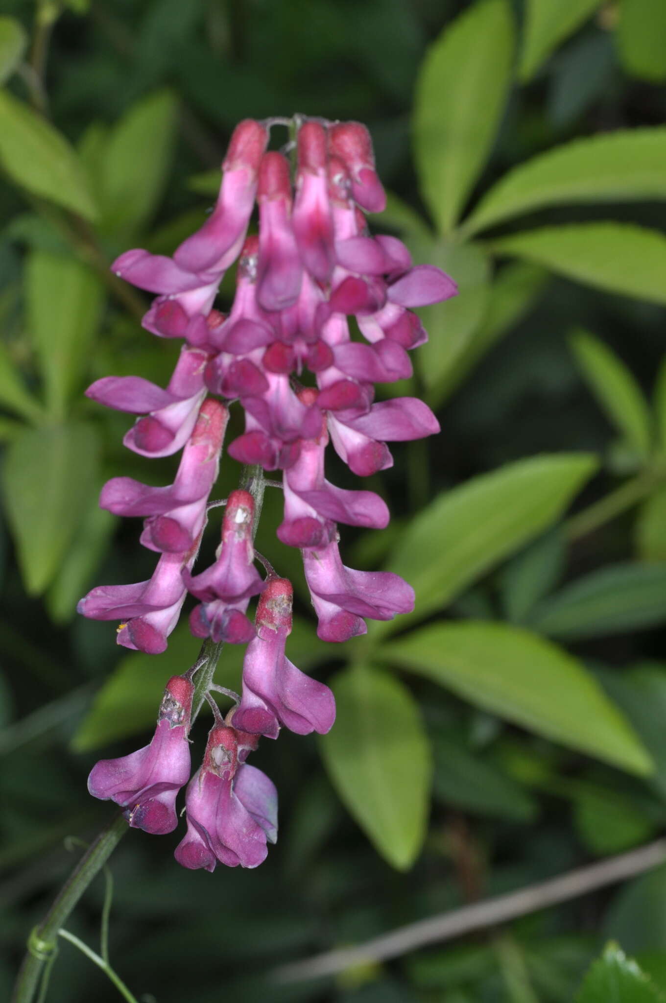 Vicia nigricans Hook. & Arn. resmi