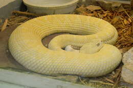 Image of Western Diamond-backed Rattlesnake