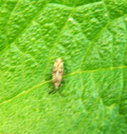 Image of Lantana Lace Bug