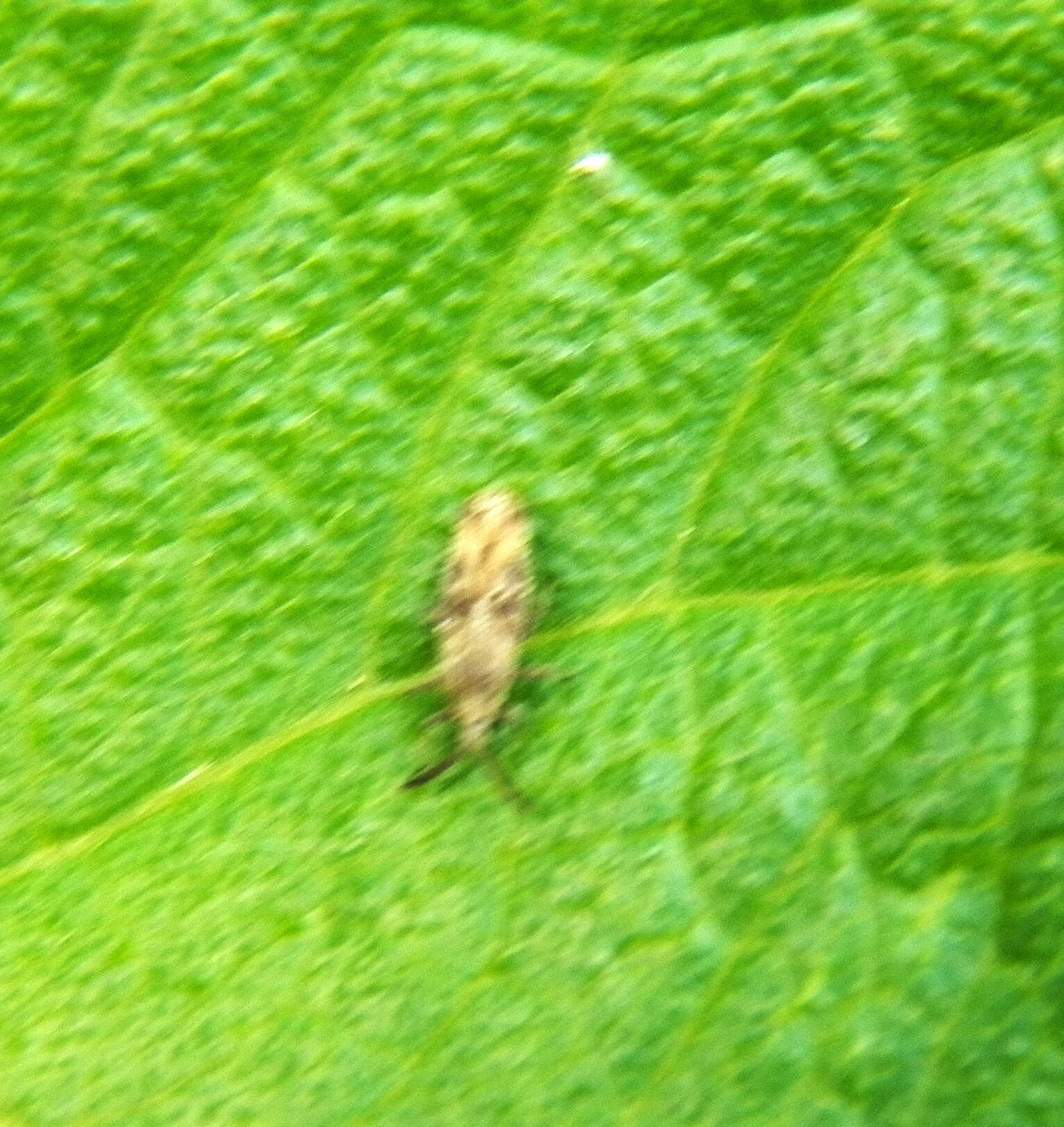 Image of Lantana Lace Bug