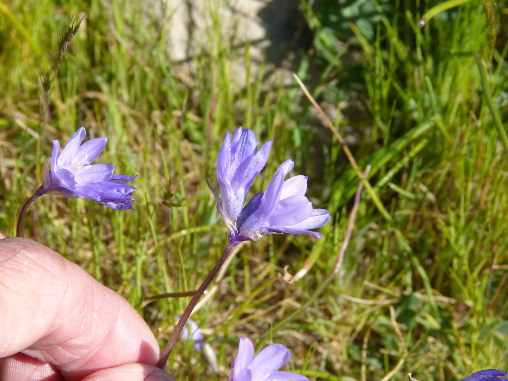 Image de Dipterostemon capitatus subsp. lacuna-vernalis