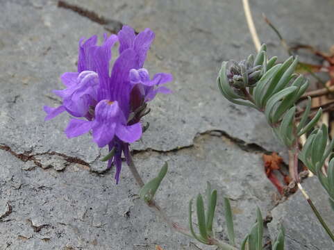 Image of Linaria alpina subsp. alpina