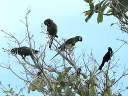 Image of Solitary Black Cacique