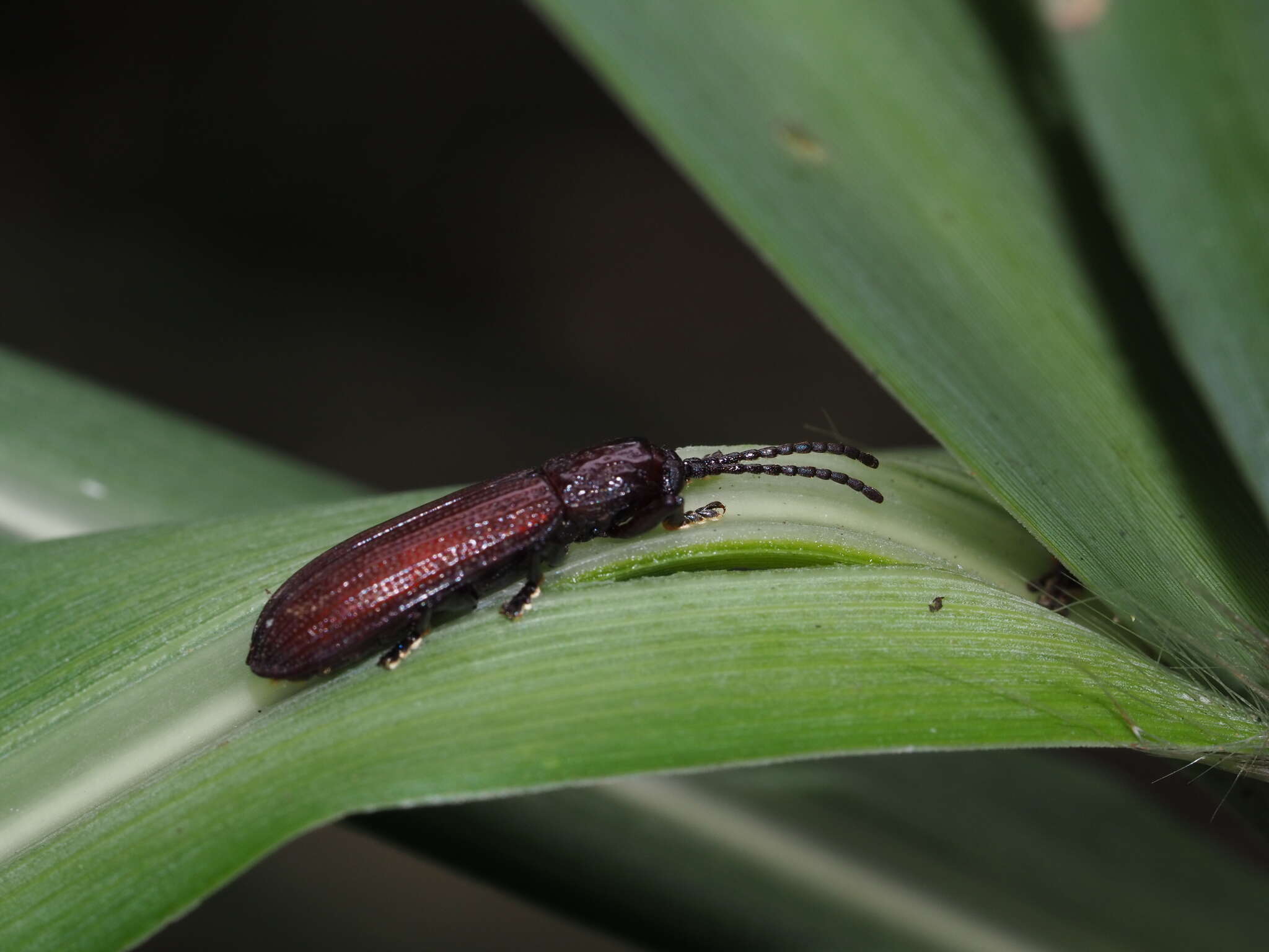 Image of Lasiochila bicolor Pic 1924