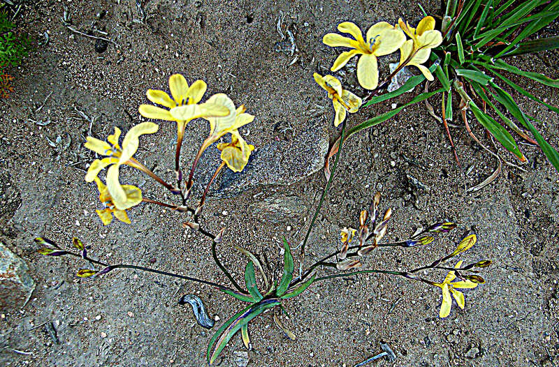 Image of Tritonia chrysantha Fourc.