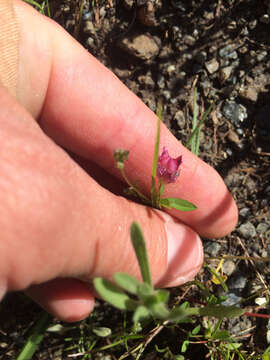 Imagem de Trifolium depauperatum Desv.