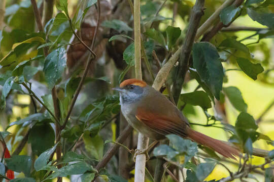 Image of Rufous-capped Spinetail