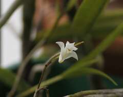 Dendrobium angulatum Lindl.的圖片