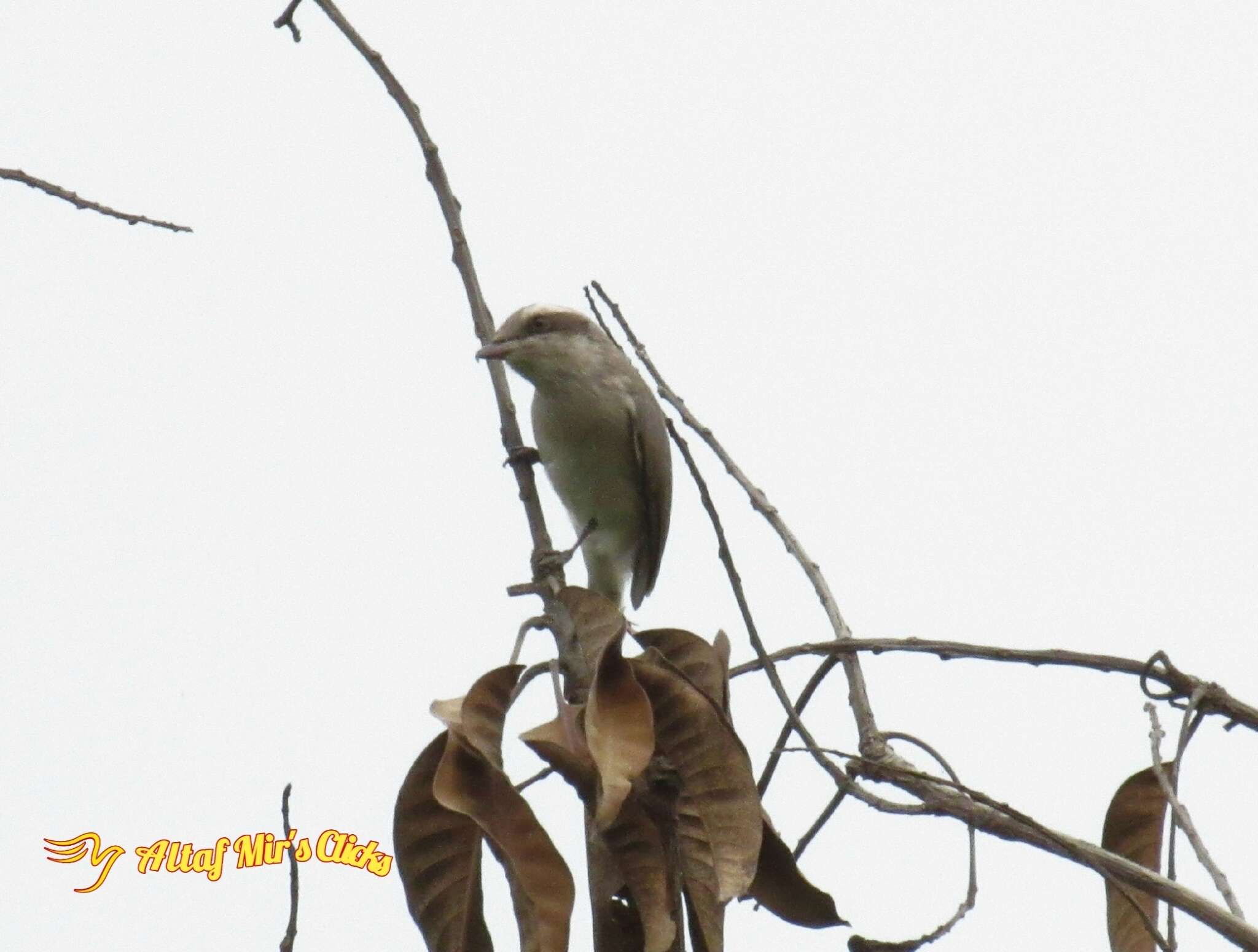 Image de Tephrodornis Swainson 1832