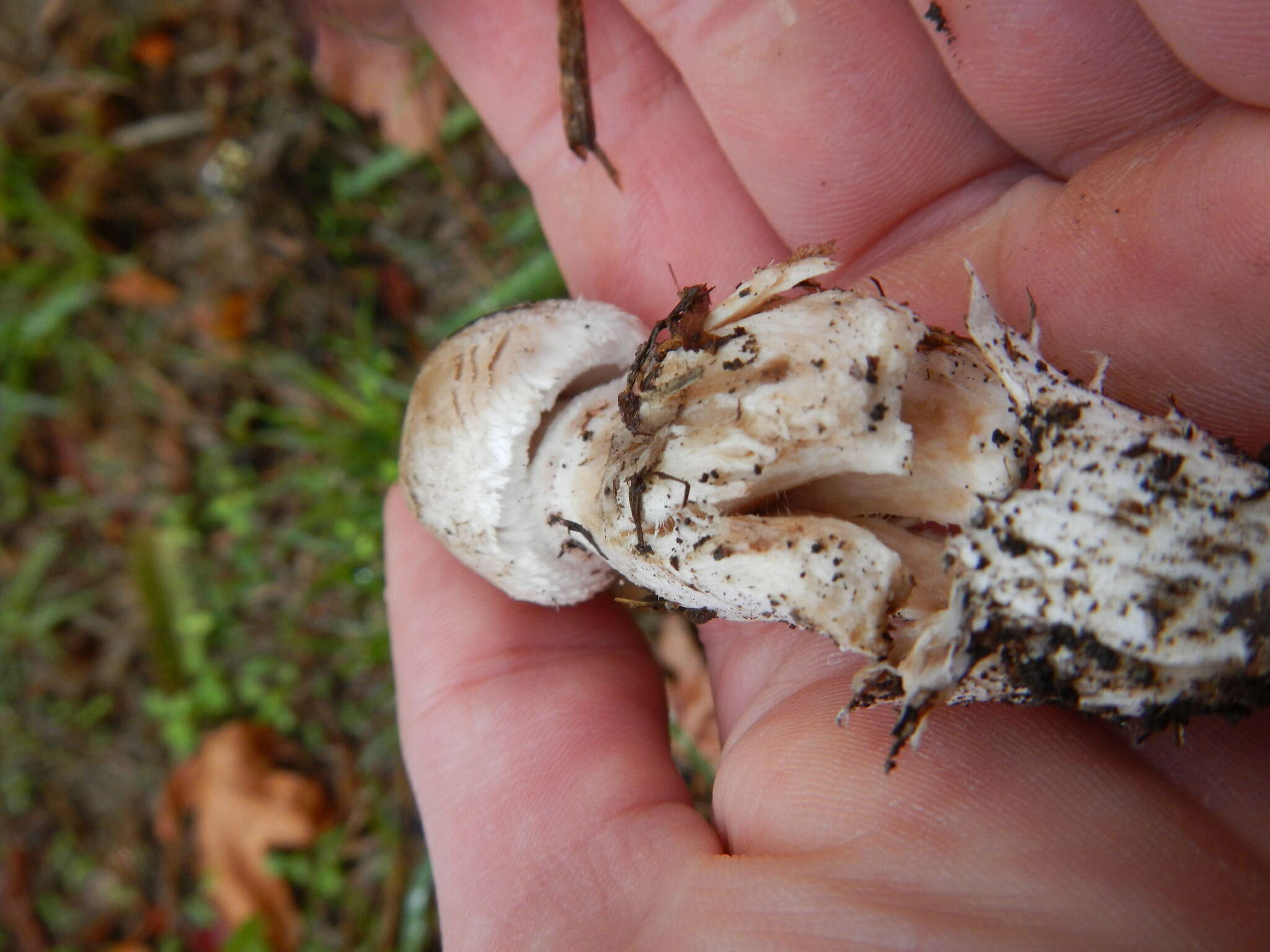 Leucoagaricus barssii (Zeller) Vellinga 2000 resmi