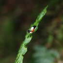 Image of Neochya nitidissima