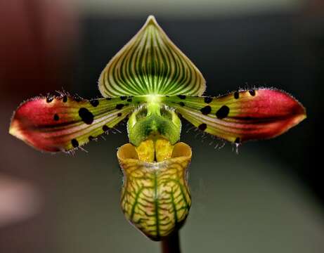 Imagem de Paphiopedilum venustum (Wall. ex Sims) Pfitzer