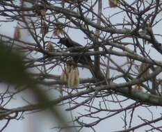 Cyanocorax violaceus Du Bus de Gisignies 1847 resmi