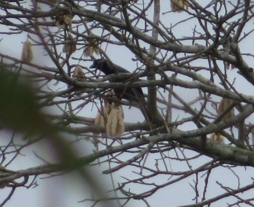 Cyanocorax violaceus Du Bus de Gisignies 1847 resmi