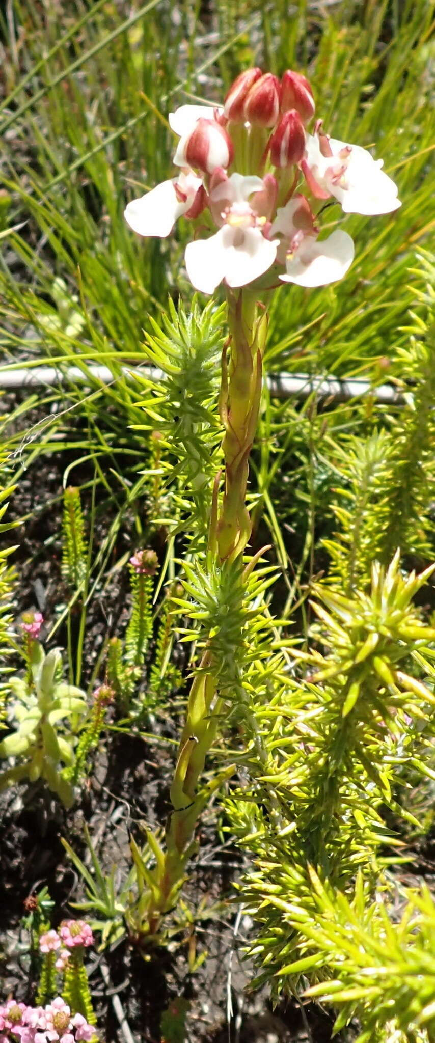 Image of Ceratandra globosa Lindl.