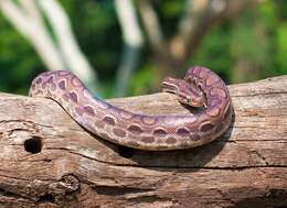 Image of Rainbow Boa