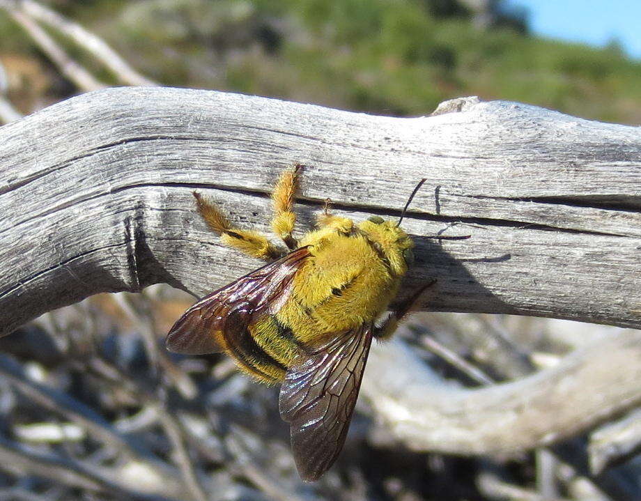 Image of Xylocopa caffra (Linnaeus 1767)