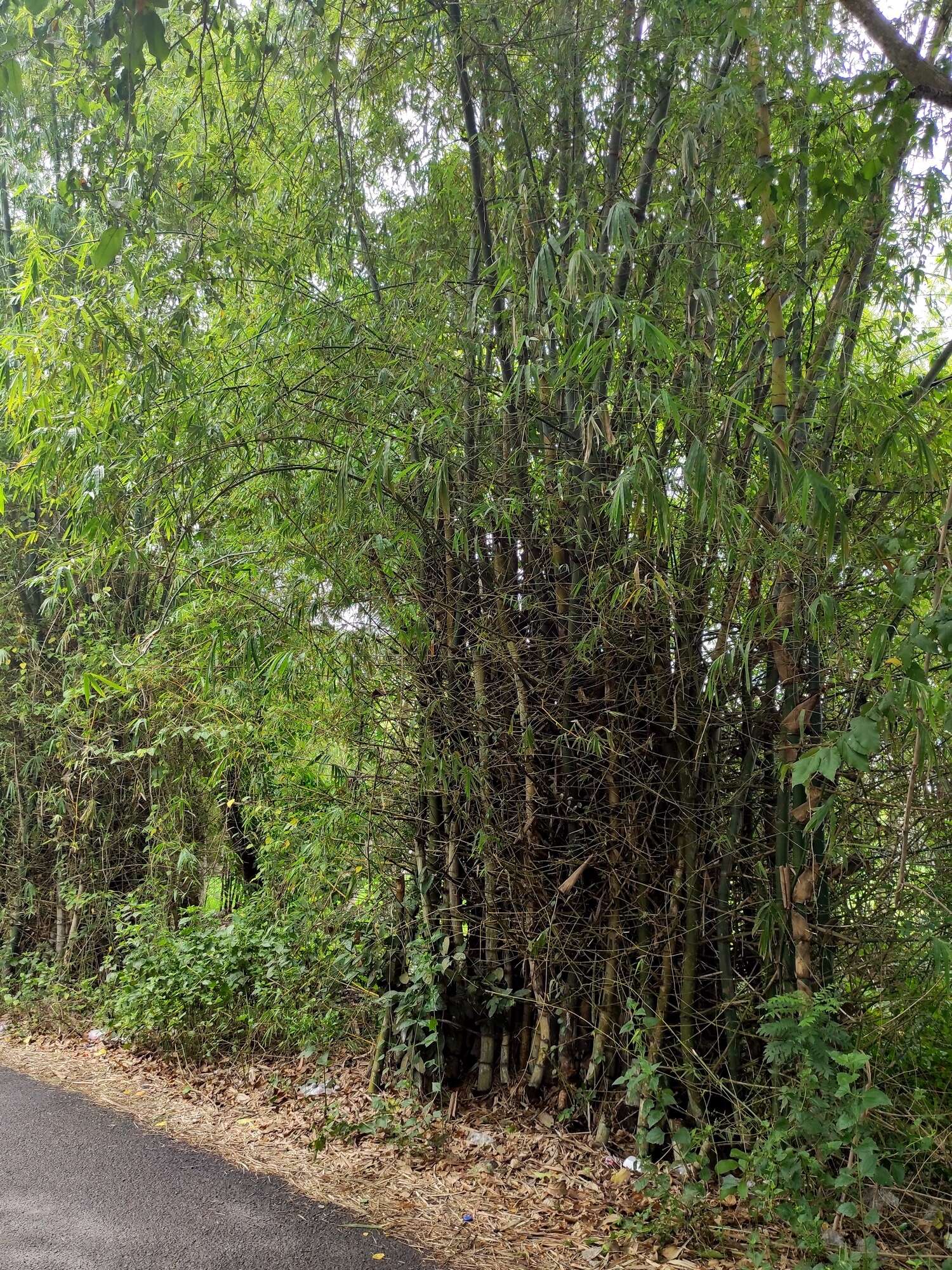 Image of Indian Thorny Bamboo