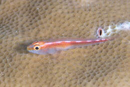 Image of Michel's ghost goby