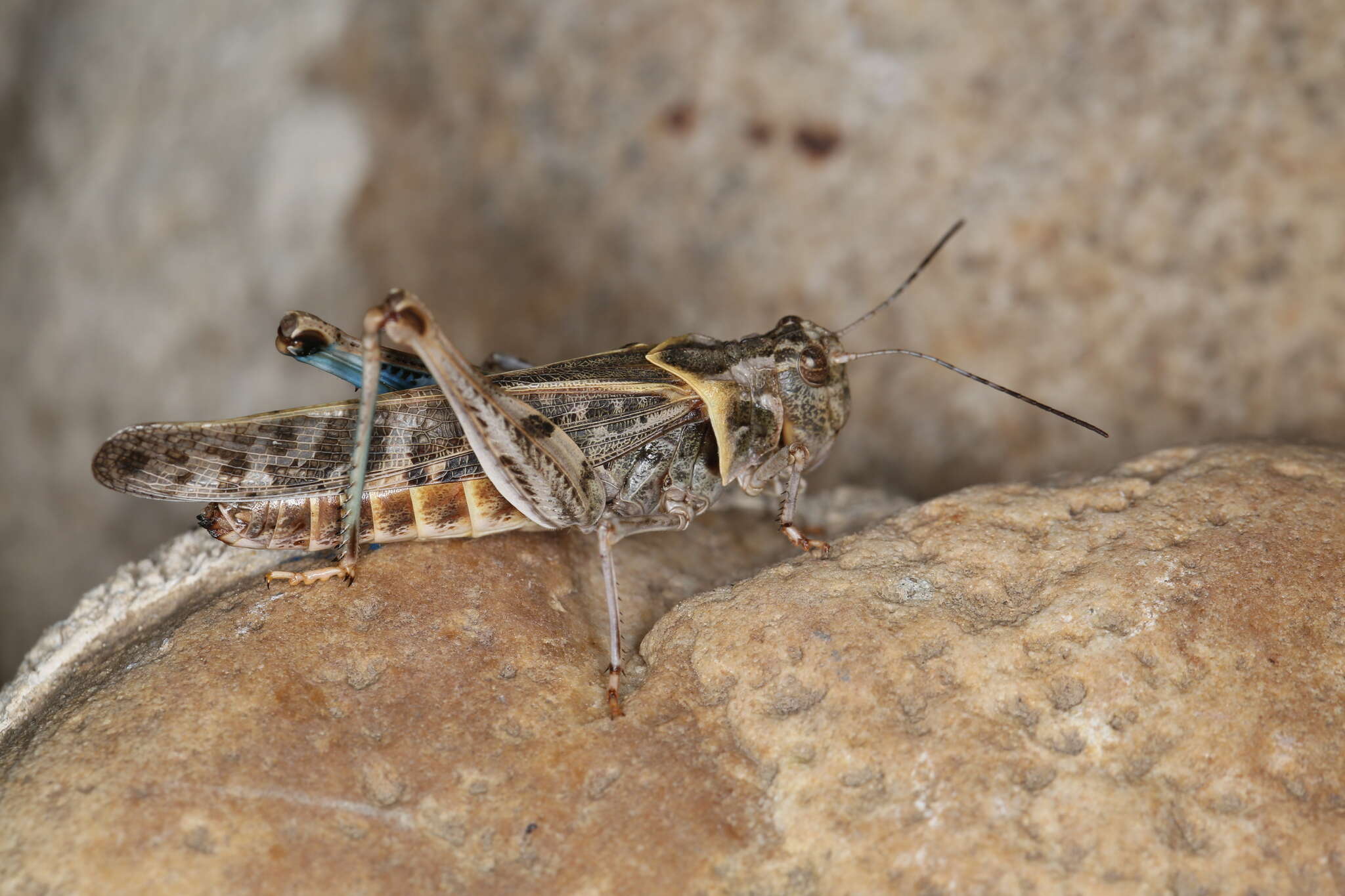 Image of Blue-legged Grasshopper