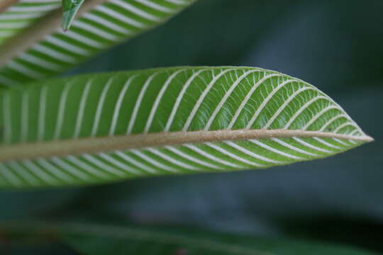 Image of mammee sapote