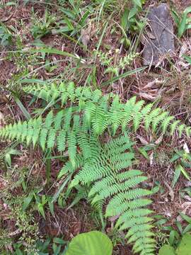 Image of Pteridium revolutum (Bl.) Nakai