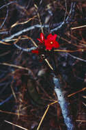 Image of Jatropha macrantha Müll. Arg.