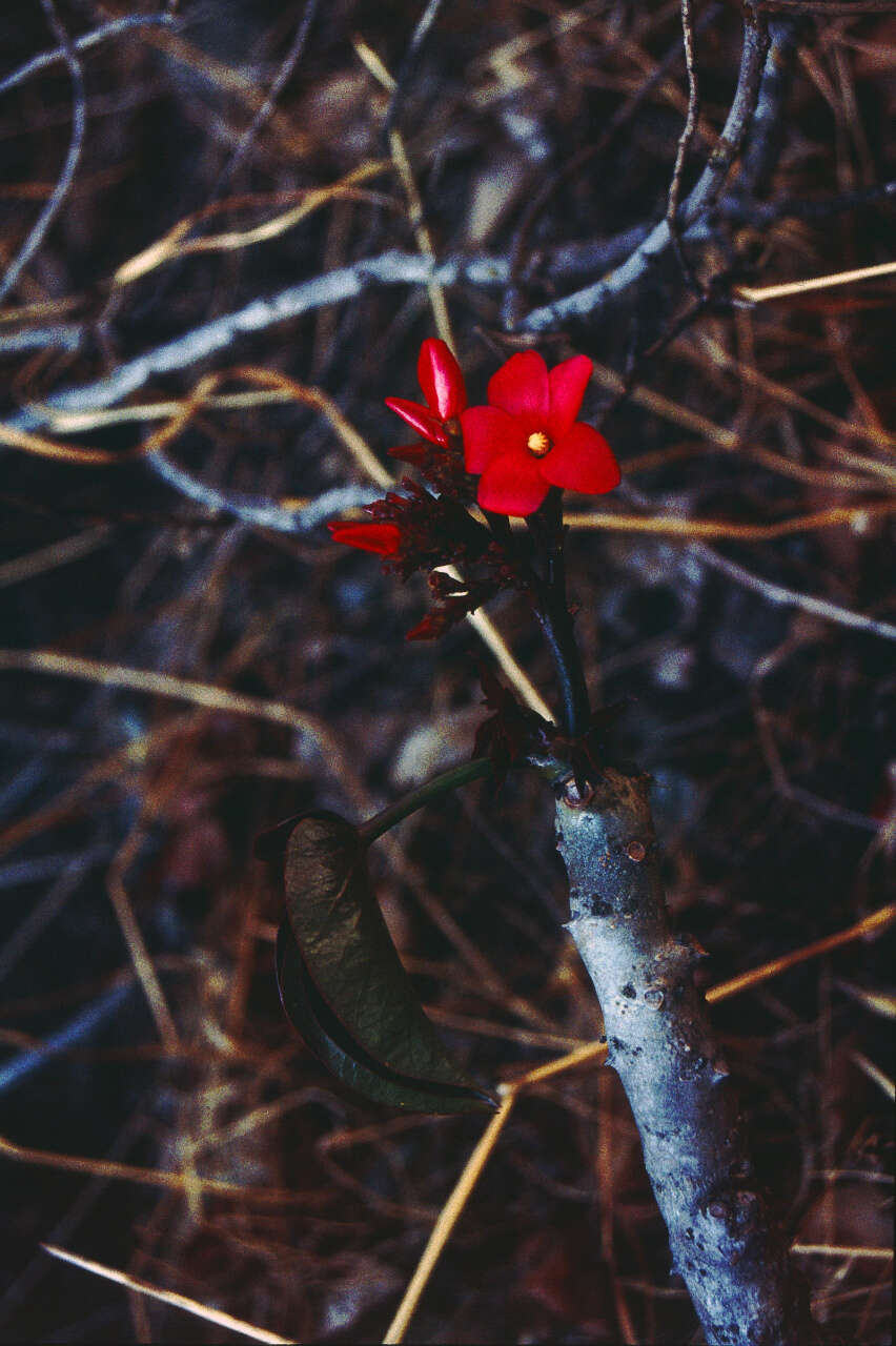 Image of Jatropha macrantha Müll. Arg.