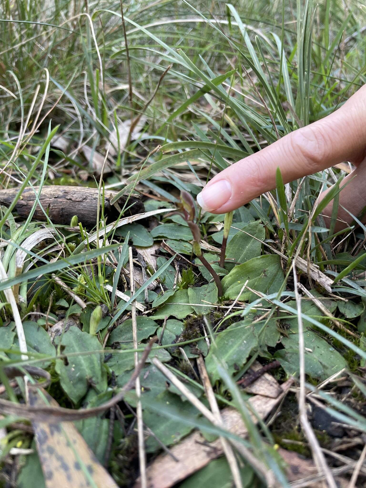 Image of Broad-Lip bird orchid