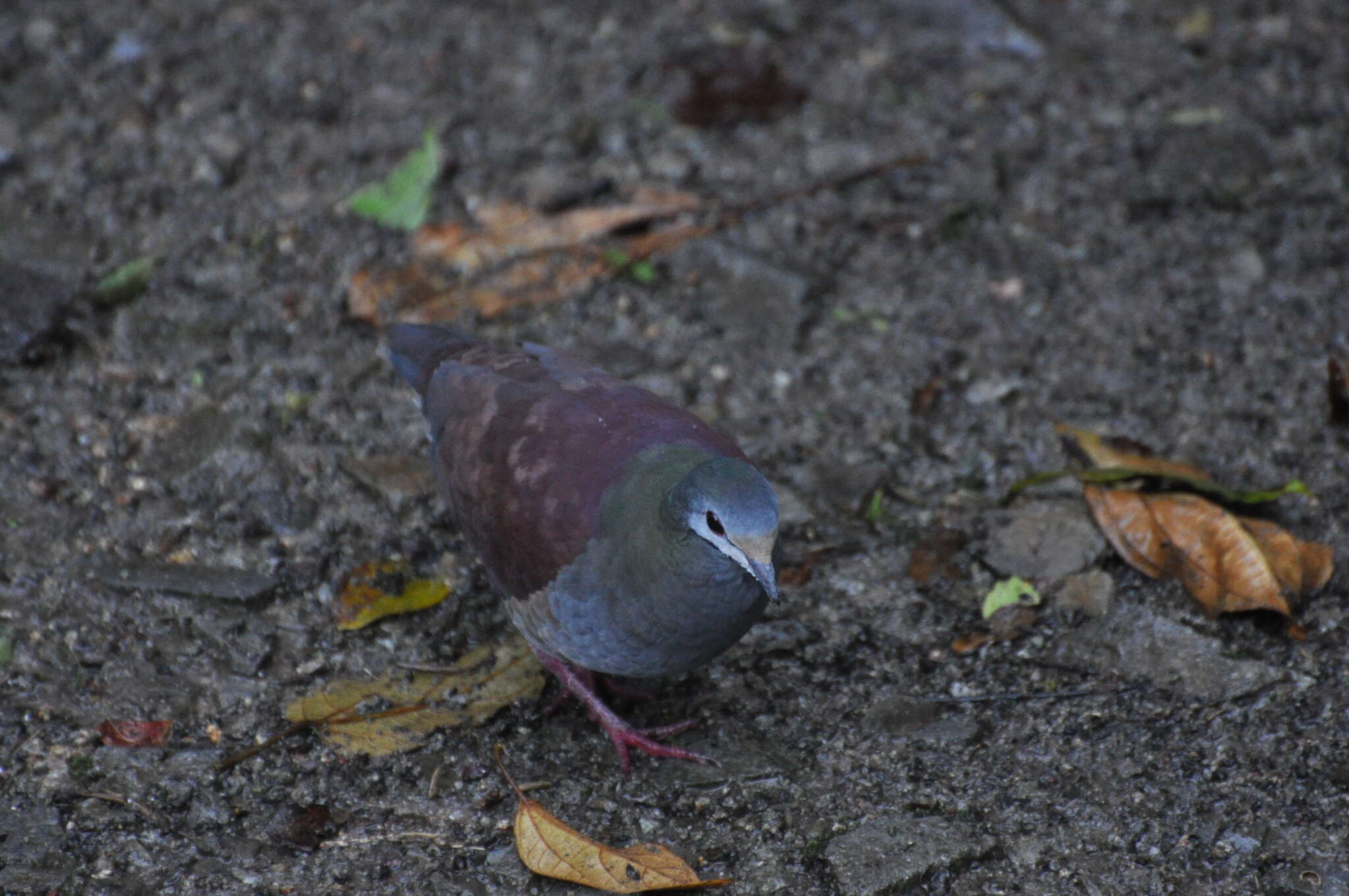 Image of Buff-fronted Quail-Dove