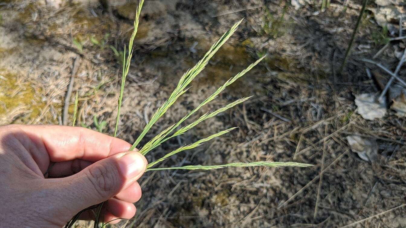 Image of hard fescue