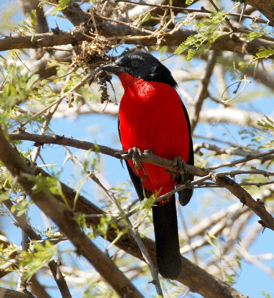 Image of Crimson-breasted Gonolek