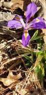Sivun Iris verna var. smalliana Fernald ex M. E. Edwards kuva