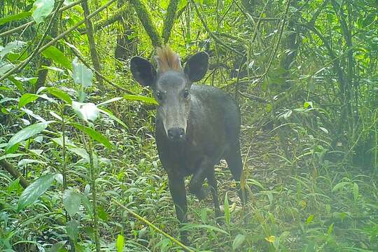 Image of Abbott's duiker