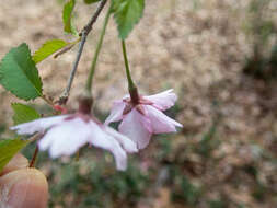 Prunus incisa C. P. Thunb. ex A. Murray resmi