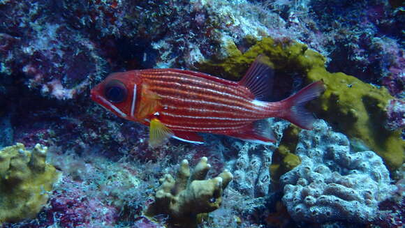 Image of Red Soldierfish