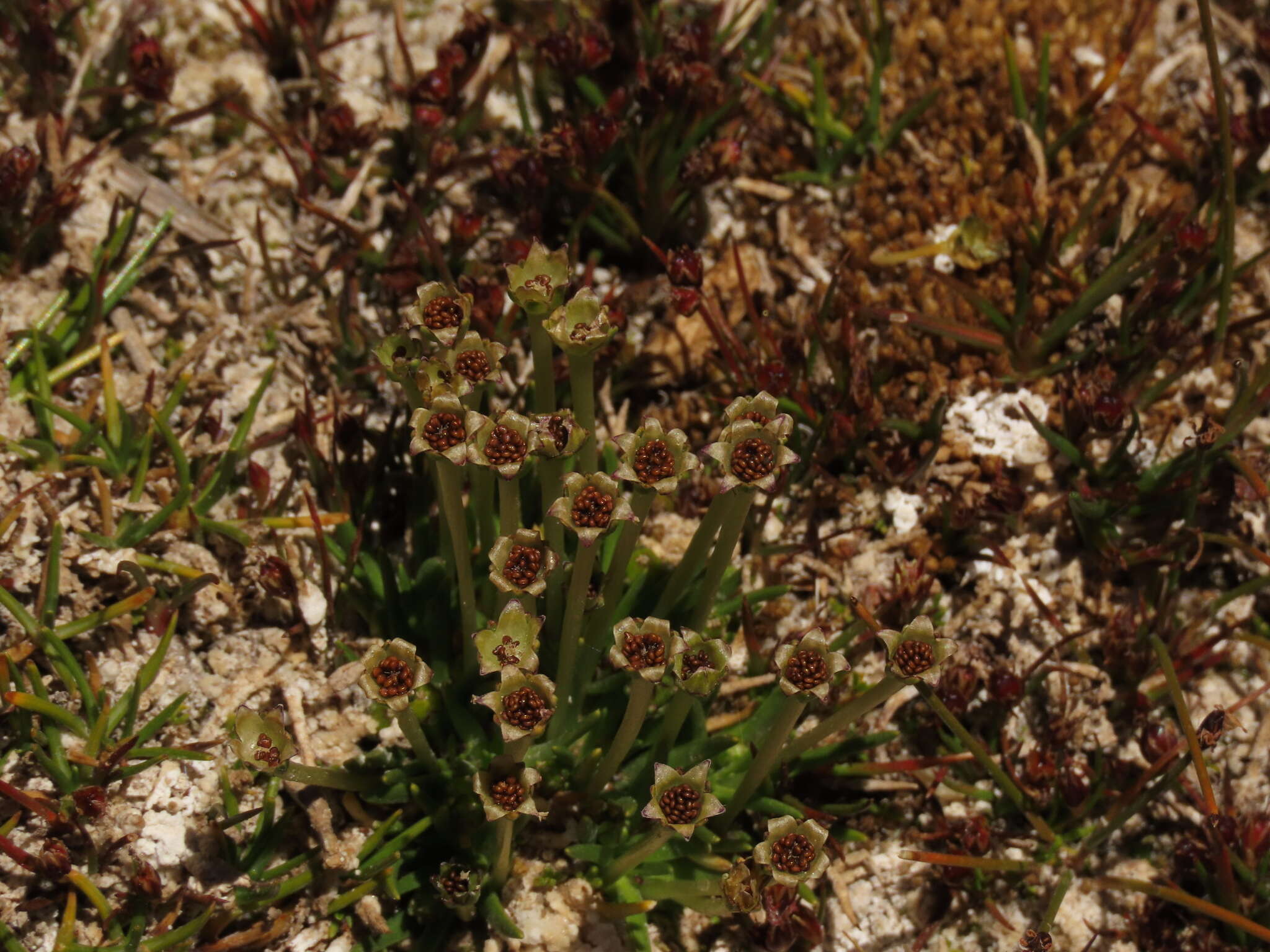 Image of Antarctic pearlwort