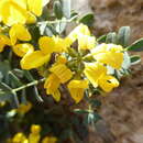 Image of Hippocrepis valentina Boiss.