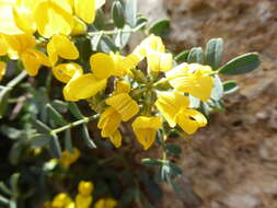 Image of Hippocrepis valentina Boiss.