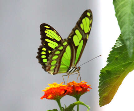 Image of dido longwing