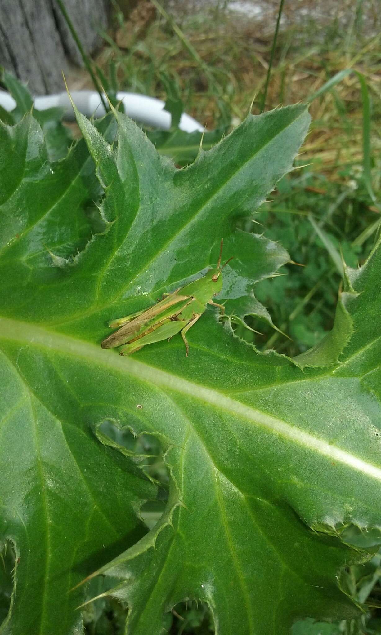 Image of Green-striped Grasshopper