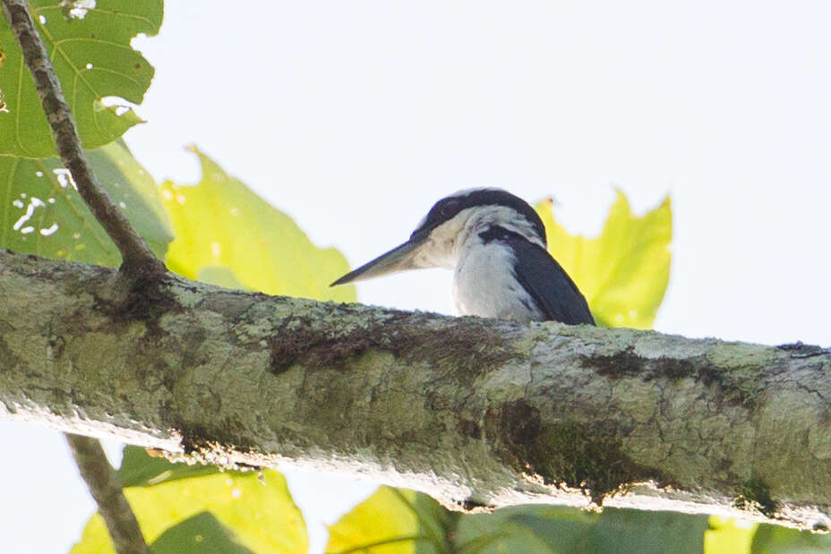 Image of Sombre Kingfisher